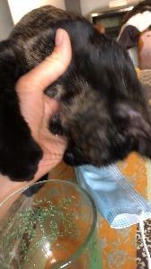 Nina sta mordendo la mano di Giulia
